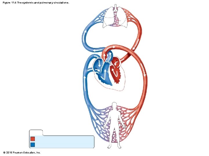 Figure 11. 4 The systemic and pulmonary circulations. © 2015 Pearson Education, Inc. 