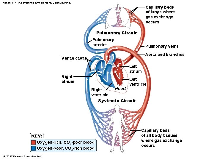 Figure 11. 4 The systemic and pulmonary circulations. Capillary beds of lungs where gas Figure 11. 4 The systemic and pulmonary circulations. Capillary beds of lungs where gas