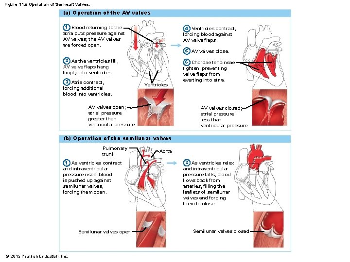 Figure 11. 6 Operation of the heart valves. (a) Operation of the AV valves