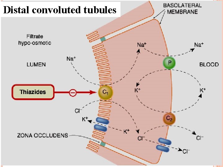 Distal convoluted tubules 