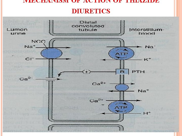 MECHANISM OF ACTION OF THIAZIDE DIURETICS 