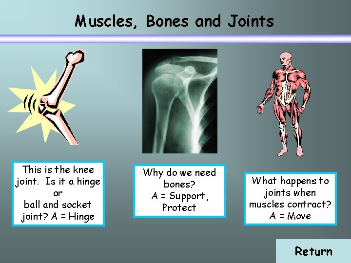 Muscles, Bones and Joints This is the knee joint. Is it a hinge or