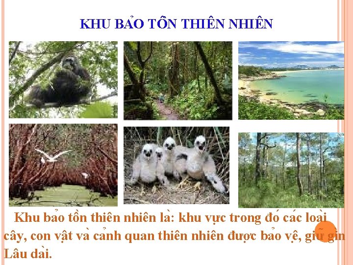 KHU BA O TÔ N THIÊN NHIÊN Khu ba o tô n thiên nhiên KHU BA O TÔ N THIÊN NHIÊN Khu ba o tô n thiên nhiên