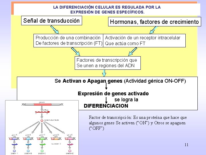 LA DIFERENCIACIÓN CELULAR ES REGULADA POR LA EXPRESIÓN DE GENES ESPECÍFICOS. Señal de transducción