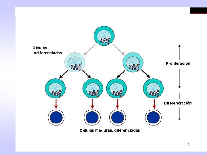 Células indiferenciadas Proliferación Diferenciación Células maduras, diferenciadas 4 