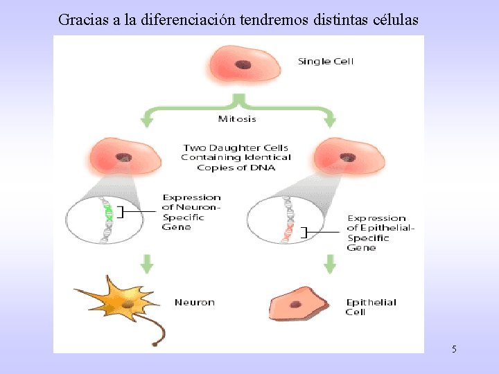 Gracias a la diferenciación tendremos distintas células 5 