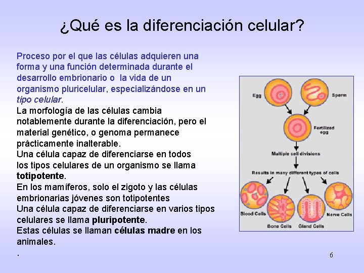 ¿Qué es la diferenciación celular? Proceso por el que las células adquieren una forma