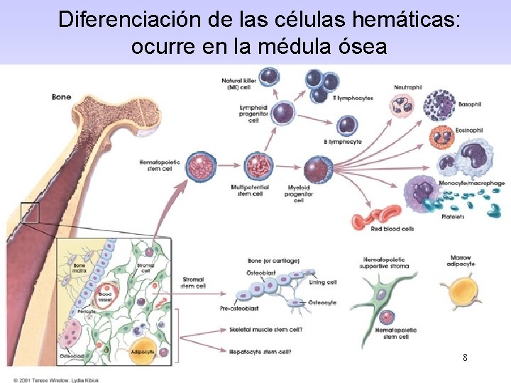 Diferenciación de las células hemáticas: ocurre en la médula ósea 8 