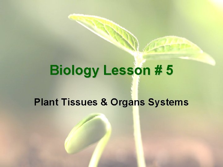 Biology Lesson # 5 Plant Tissues & Organs Systems 