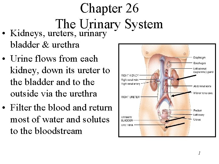 Chapter 26 The Urinary System • Kidneys, ureters, urinary bladder & urethra • Urine Chapter 26 The Urinary System • Kidneys, ureters, urinary bladder & urethra • Urine