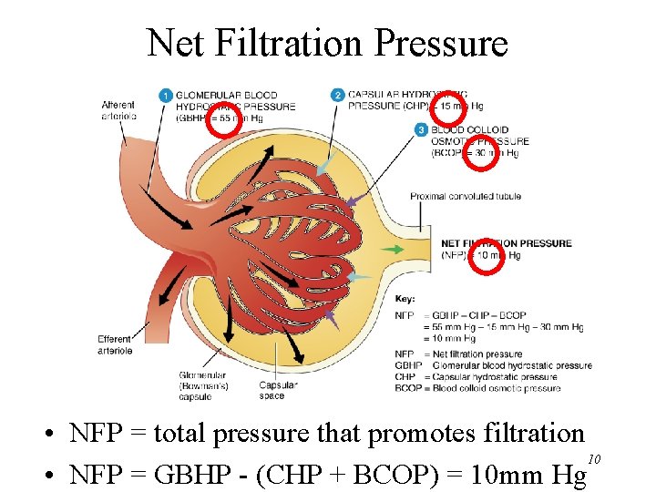 Net Filtration Pressure • NFP = total pressure that promotes filtration 10 • NFP Net Filtration Pressure • NFP = total pressure that promotes filtration 10 • NFP