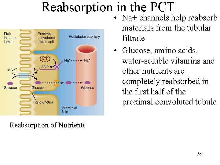 Reabsorption in the PCT • Na+ channels help reabsorb materials from the tubular filtrate Reabsorption in the PCT • Na+ channels help reabsorb materials from the tubular filtrate