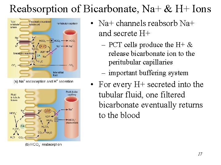 Reabsorption of Bicarbonate, Na+ & H+ Ions • Na+ channels reabsorb Na+ and secrete Reabsorption of Bicarbonate, Na+ & H+ Ions • Na+ channels reabsorb Na+ and secrete