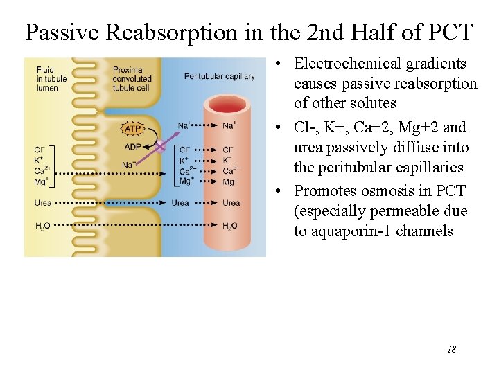 Passive Reabsorption in the 2 nd Half of PCT • Electrochemical gradients causes passive Passive Reabsorption in the 2 nd Half of PCT • Electrochemical gradients causes passive