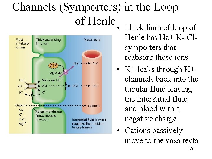 Channels (Symporters) in the Loop of Henle • Thick limb of loop of Henle Channels (Symporters) in the Loop of Henle • Thick limb of loop of Henle