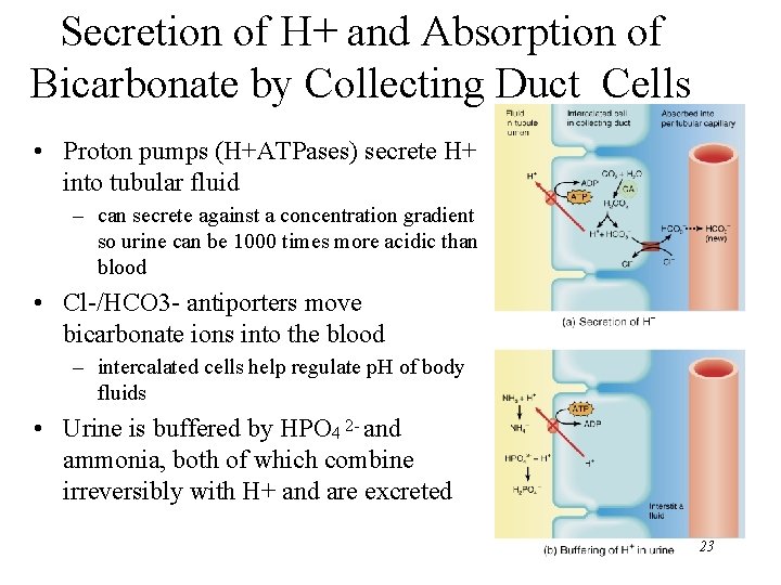 Secretion of H+ and Absorption of Bicarbonate by Collecting Duct Cells • Proton pumps Secretion of H+ and Absorption of Bicarbonate by Collecting Duct Cells • Proton pumps