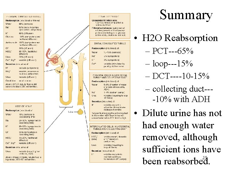Summary • H 2 O Reabsorption – PCT---65% – loop---15% – DCT----10 -15% – Summary • H 2 O Reabsorption – PCT---65% – loop---15% – DCT----10 -15% –