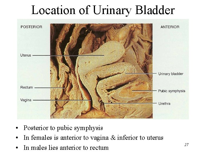 Location of Urinary Bladder • Posterior to pubic symphysis • In females is anterior Location of Urinary Bladder • Posterior to pubic symphysis • In females is anterior