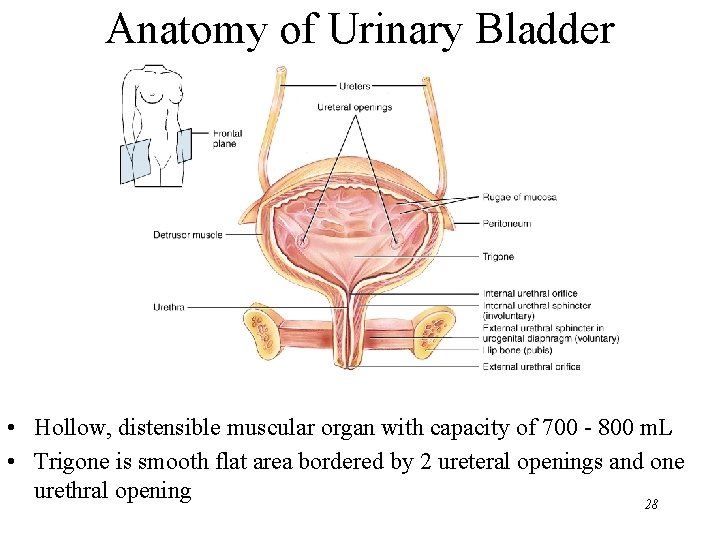 Anatomy of Urinary Bladder • Hollow, distensible muscular organ with capacity of 700 - Anatomy of Urinary Bladder • Hollow, distensible muscular organ with capacity of 700 -