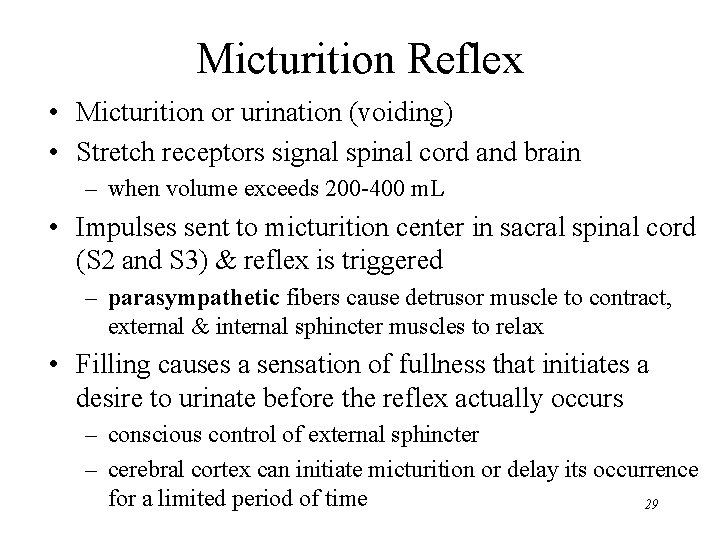 Micturition Reflex • Micturition or urination (voiding) • Stretch receptors signal spinal cord and Micturition Reflex • Micturition or urination (voiding) • Stretch receptors signal spinal cord and