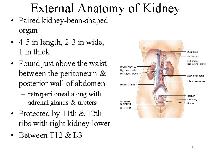 External Anatomy of Kidney • Paired kidney-bean-shaped organ • 4 -5 in length, 2 External Anatomy of Kidney • Paired kidney-bean-shaped organ • 4 -5 in length, 2