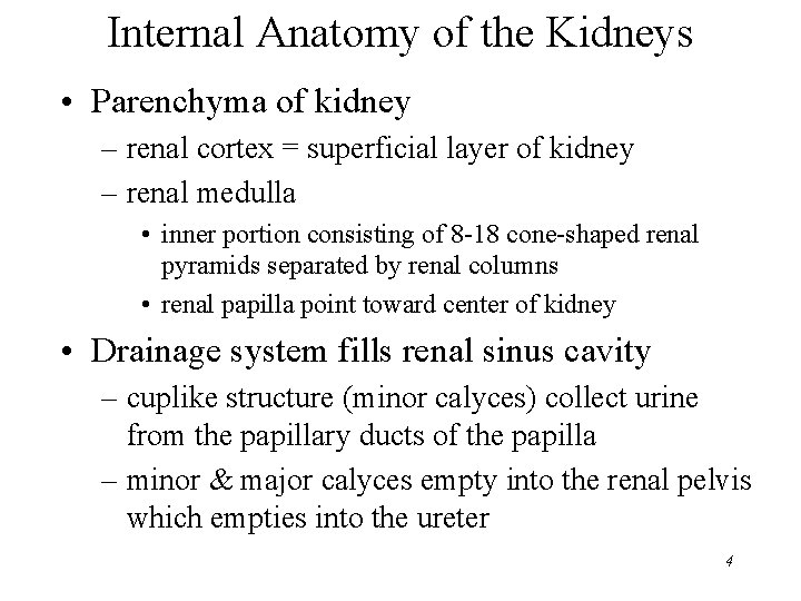 Internal Anatomy of the Kidneys • Parenchyma of kidney – renal cortex = superficial Internal Anatomy of the Kidneys • Parenchyma of kidney – renal cortex = superficial