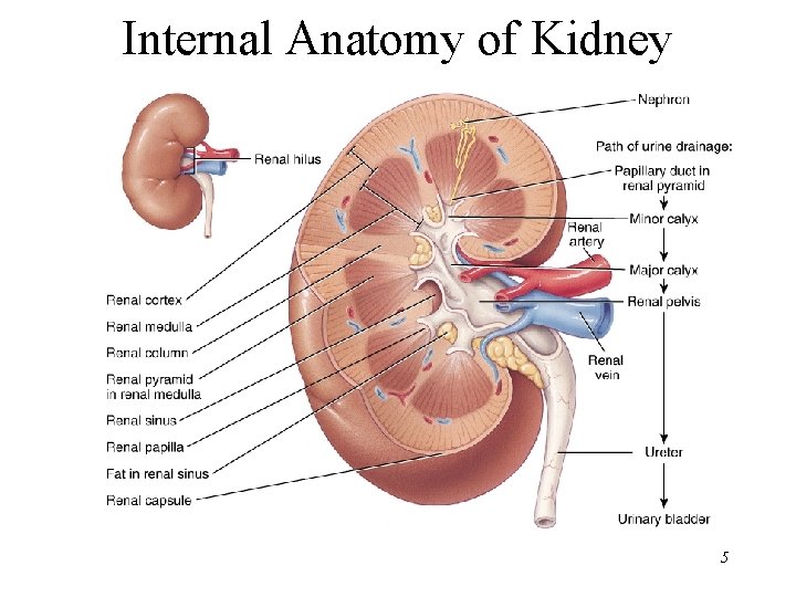 Internal Anatomy of Kidney 5 Internal Anatomy of Kidney 5
