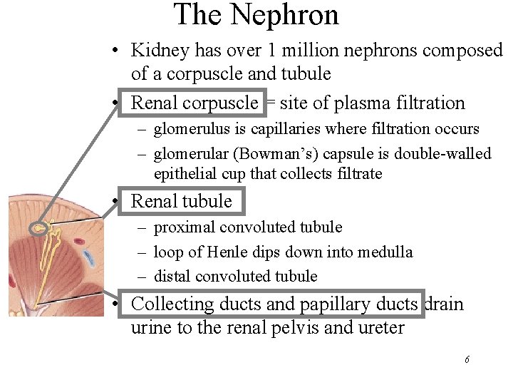 The Nephron • Kidney has over 1 million nephrons composed of a corpuscle and The Nephron • Kidney has over 1 million nephrons composed of a corpuscle and