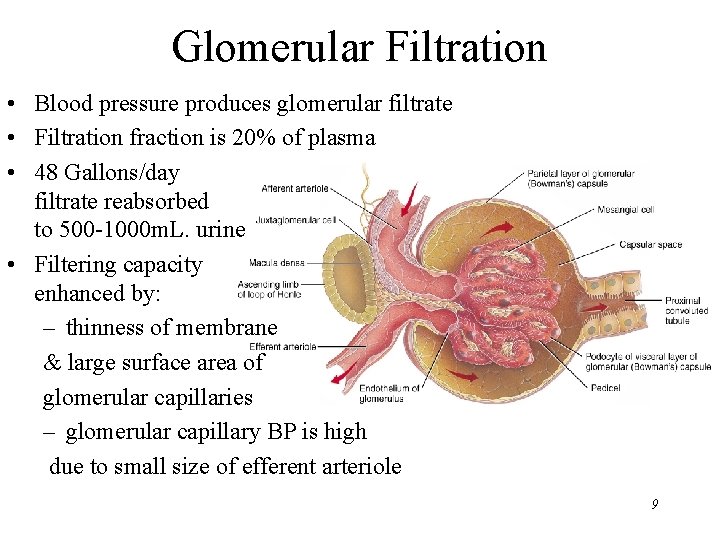 Glomerular Filtration • Blood pressure produces glomerular filtrate • Filtration fraction is 20% of Glomerular Filtration • Blood pressure produces glomerular filtrate • Filtration fraction is 20% of