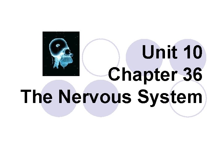 Unit 10 Chapter 36 The Nervous System The