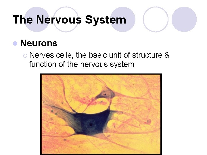 Unit 10 Chapter 36 The Nervous System The