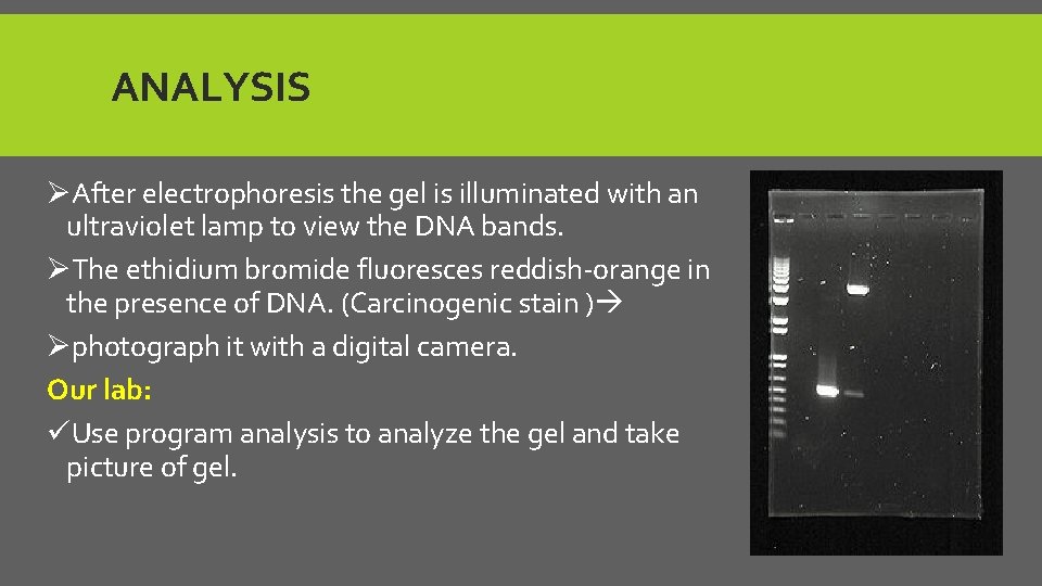 ANALYSIS ØAfter electrophoresis the gel is illuminated with an ultraviolet lamp to view the
