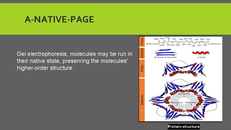 A-NATIVE-PAGE Gel electrophoresis, molecules may be run in their native state, preserving the molecules'