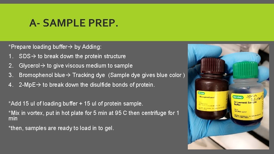 A- SAMPLE PREP. *Prepare loading buffer by Adding: 1. SDS to break down the