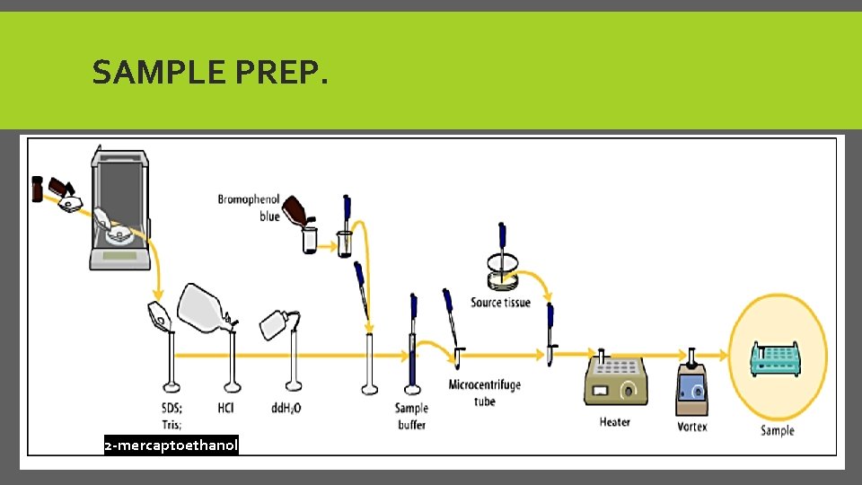 SAMPLE PREP. 2 -mercaptoethanol 