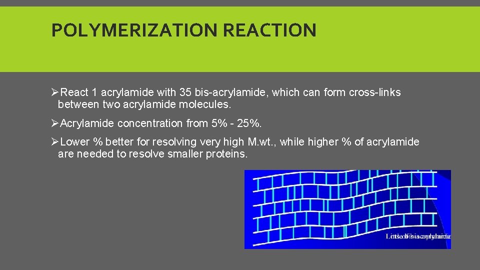 POLYMERIZATION REACTION ØReact 1 acrylamide with 35 bis-acrylamide, which can form cross-links between two