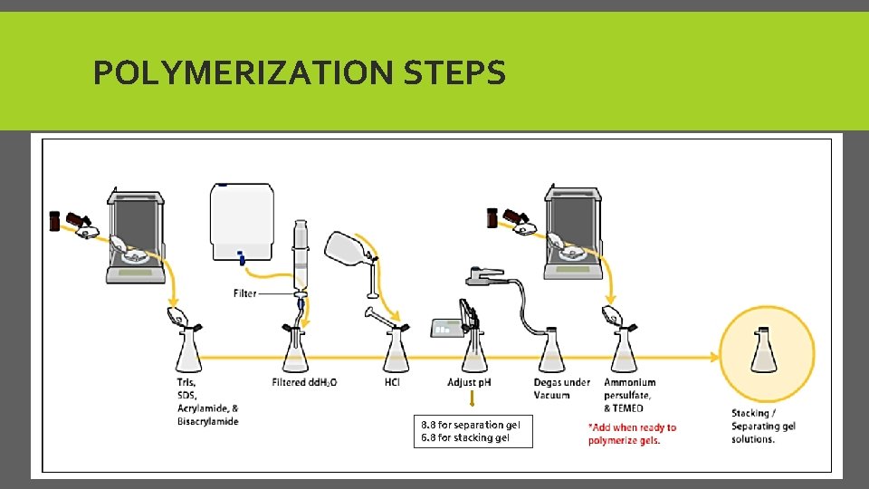 POLYMERIZATION STEPS 8. 8 for separation gel 6. 8 for stacking gel 