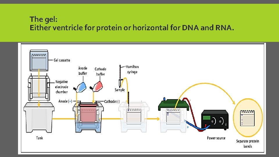 The gel: Either ventricle for protein or horizontal for DNA and RNA. 