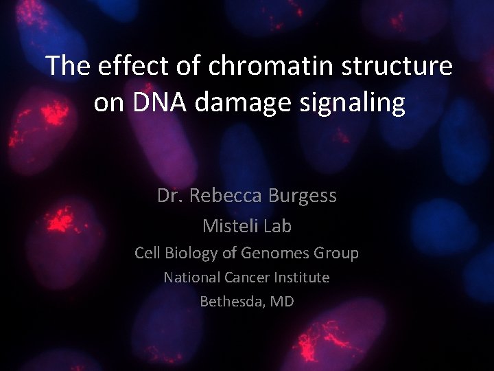 The effect of chromatin structure on DNA damage signaling Dr. Rebecca Burgess Misteli Lab