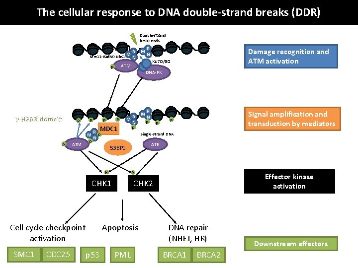 The cellular response to DNA double-strand breaks (DDR) Double-strand break ends Mre 11 -Rad