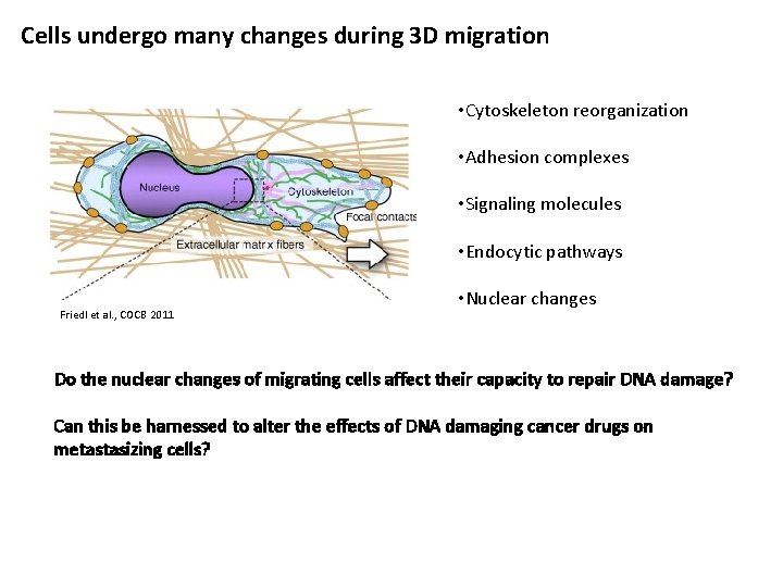 Cells undergo many changes during 3 D migration • Cytoskeleton reorganization • Adhesion complexes