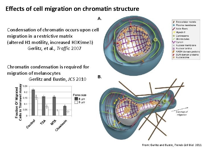 Effects of cell migration on chromatin structure Condensation of chromatin occurs upon cell migration