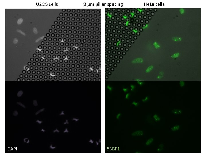U 2 OS cells DAPI 8 m pillar spacing 53 BP 1 He. La