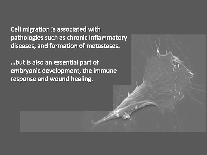 Cell migration is associated with pathologies such as chronic inflammatory diseases, and formation of