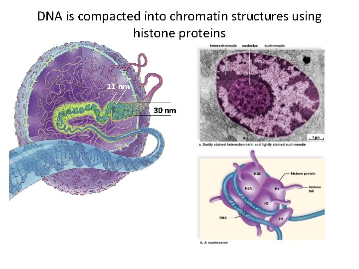 DNA is compacted into chromatin structures using histone proteins 11 nm 30 nm 