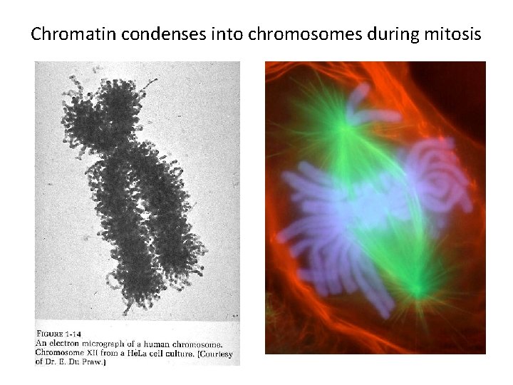 Chromatin condenses into chromosomes during mitosis 