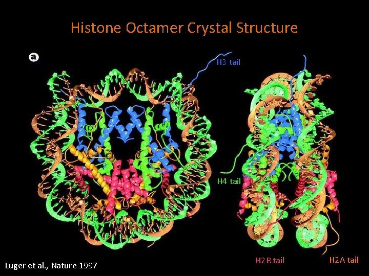 Histone Octamer Crystal Structure H 3 tail H 4 tail Luger et al. ,
