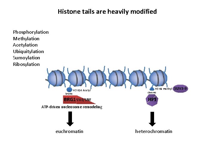 Histone tails are heavily modified Phosphorylation Methylation Acetylation Ubiquitylation Sumoylation Ribosylation H 3 K
