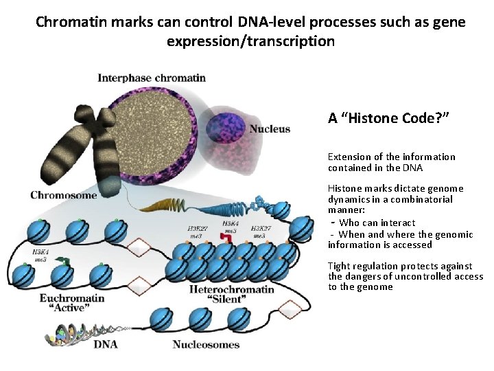 Chromatin marks can control DNA-level processes such as gene expression/transcription A “Histone Code? ”