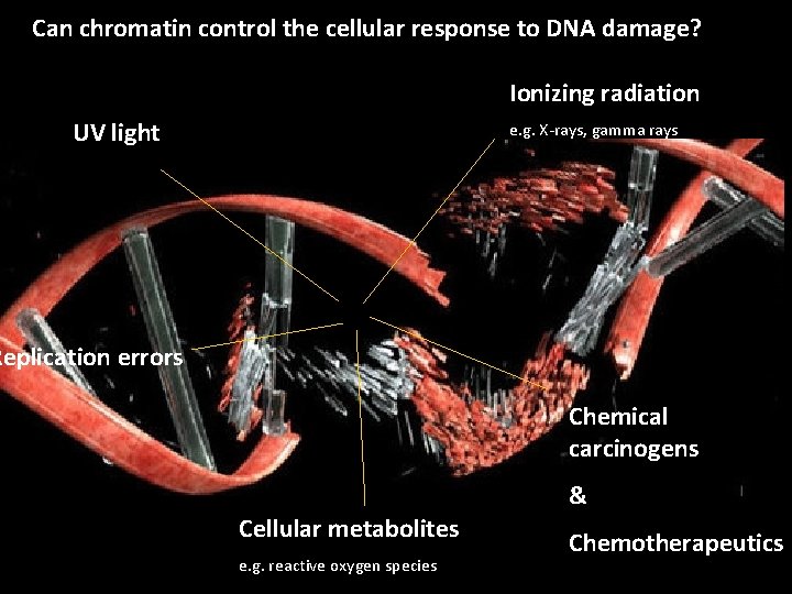 Can chromatin control the cellular response to DNA damage? Ionizing radiation UV light e.